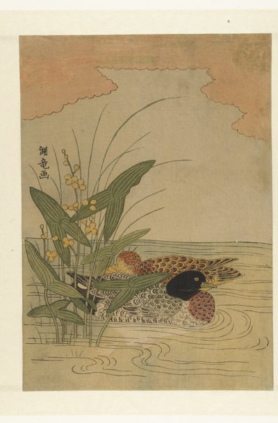 To ænder, der svømmer ved gul blomstrende arrowweed af Isoda Koryusai