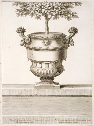 Bronzeurner som brugt til citrustræer, illustration fra 