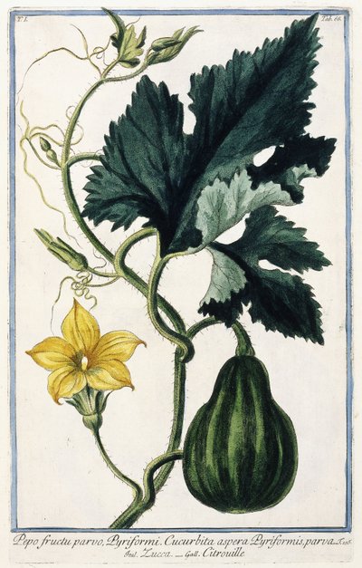 A Pumpkin, 1772-1784dani af Italian School