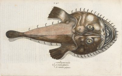 En tudsefisk, illustration fra 