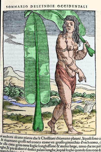 En vestindisk indfødt stående ved et tobaksblad. Gravering fra bogen "" Navigationi og Viaggi"" vol. III af Giovanni Battista Ramusio (1485-1557), Venedig 1565. af Italian School