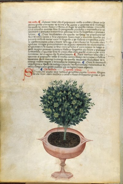 En basilikumplante i en potte, illustration fra 