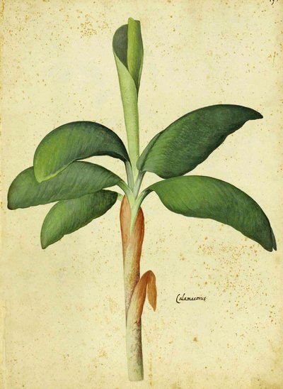 Acorus calamus af Ulisse Aldrovandi af Italian School