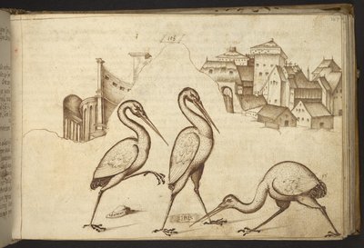Tilføje. 82955, f.107   Ibiser (