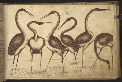 Tilføje. 82955, f.110 Fugle.   , fra Historia Animalium, (bestående af 245 pen-og-blæk-tegninger af forskellige dyrearter og mytiske væsner, hver ledsaget af en beskrivelse.)    1595 af Italian School
