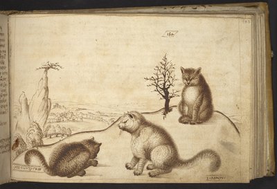 Tilføje. 82955, f.183 Vilde katte (