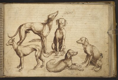 Tilføje. 82955, f.206 Hunde af forskellige racer (
