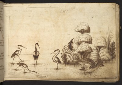 Tilføje. 82955, f.26 Vadefugle (