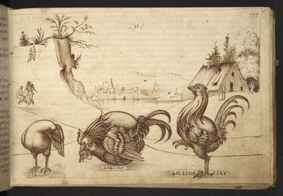 Tilføje. 82955, f.37   Kyllinger (