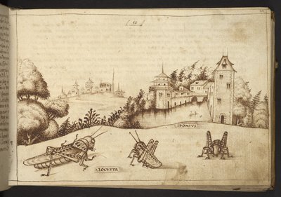 Tilføje. 82955, f.49 Græshopper spiser en høj plante.  , fra Historia Animalium, (bestående af 245 pen-og-blæk-tegninger af forskellige dyrearter og mytiske væsner, hver ledsaget af en beskrivelse.)    1595 af Italian School