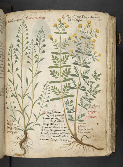 Tilføj MS 41623 