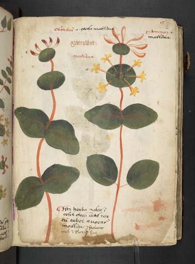 Tilføj MS 41623 