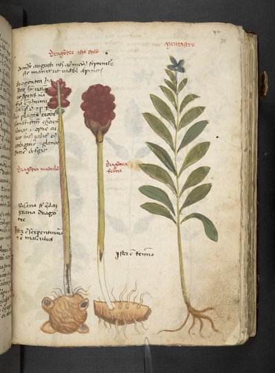 Tilføj MS 41623 