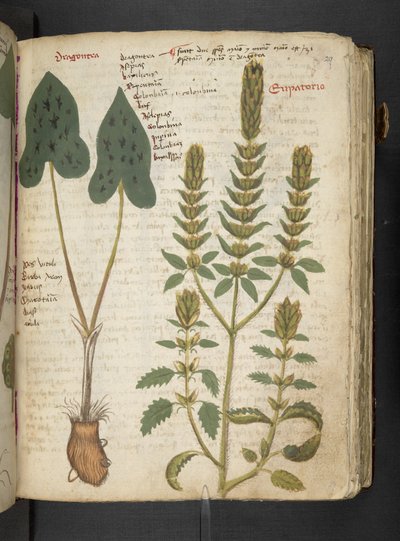 Tilføj MS 41623 