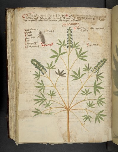 Tilføj MS 41623 f.101v 
