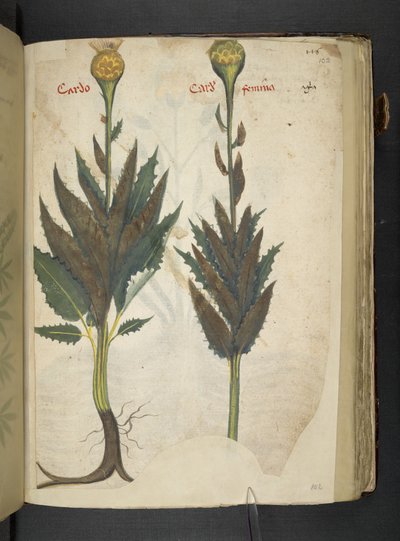 Tilføj MS 41623 f.102r Cardo 