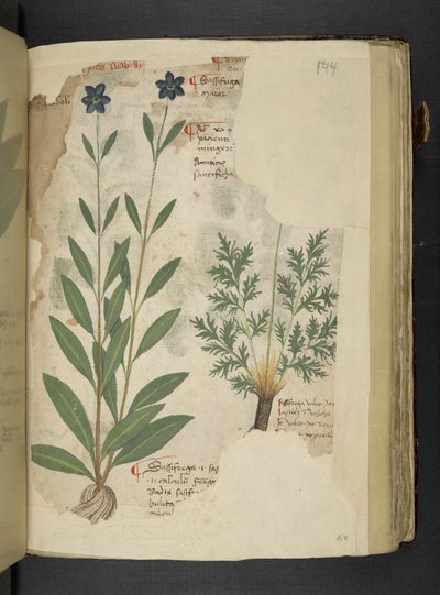 Tilføj MS 41623 f.104r Sassifraga, fra 