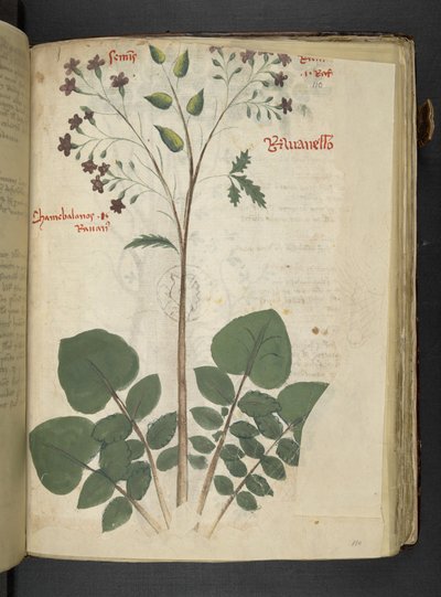 Tilføj MS 41623 f.110r 