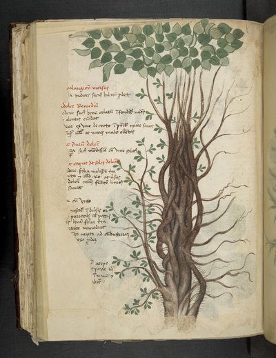 Tilføj MS 41623 f.110v mangrovetræ, fra en 