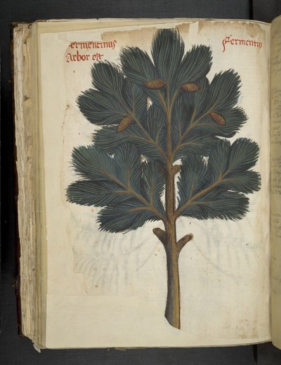 Tilføj MS 41623 f.111v Pine, fra en 