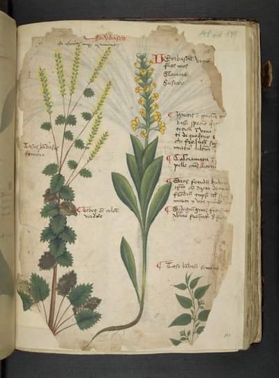 Tilføj MS 41623 f.113r 