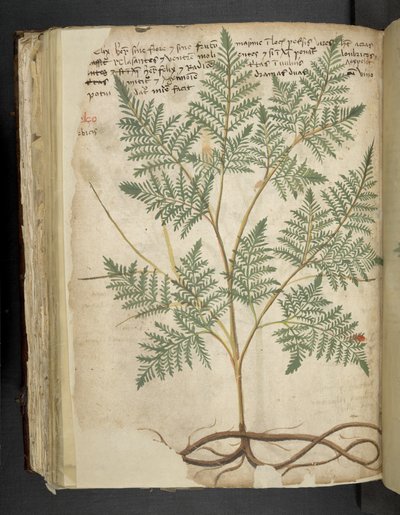 Tilføj MS 41623 f.114v 