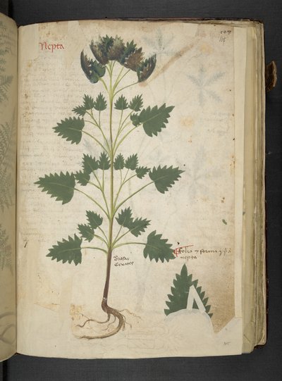 Tilføj MS 41623 f.115r Nepta, fra 