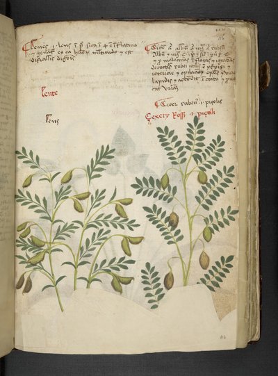 Tilføj MS 41623 f.116r 
