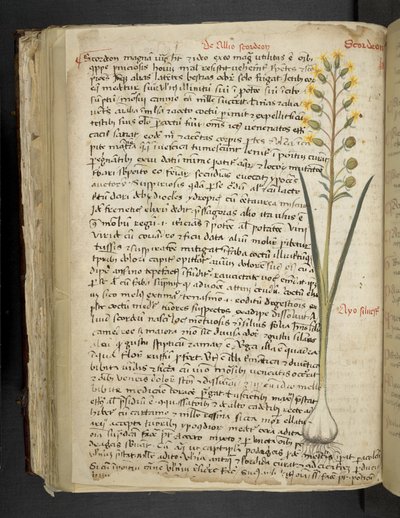 Tilføj MS 41623 f.119v 