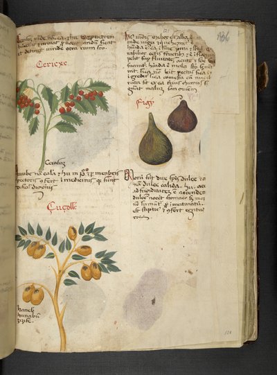 Tilføj MS 41623 f.121r Frugttræer og figner, fra 