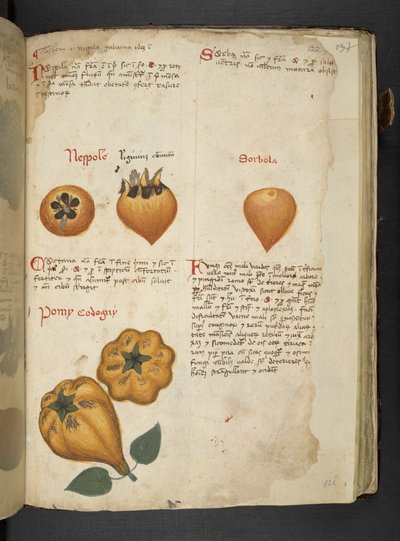Tilføj MS 41623 f.122r Pere Cotogne og Sorbo, fra 