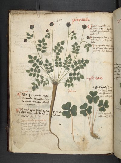 Tilføj MS 41623 f.14v A herbal, Belluno (blæk & farve på vellum) af Italian School