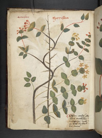Tilføj MS 41623 f.15v A herbal, Belluno (blæk & farve på vellum) af Italian School