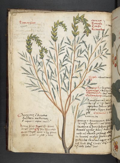 Tilføj MS 41623 f.18v A herbal, Belluno (blæk & farve på vellum) af Italian School