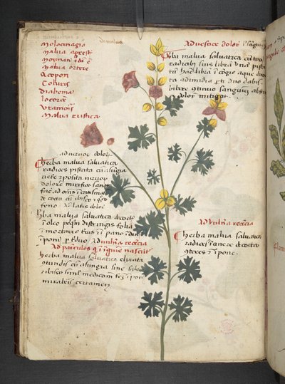 Tilføj MS 41623 f.19v A herbal, Belluno (blæk & farve på vellum) af Italian School