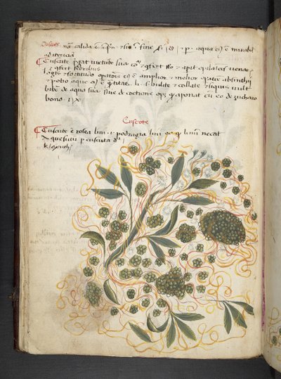 Tilføj MS 41623 f.20v A herbal, Belluno (blæk & farve på vellum) af Italian School