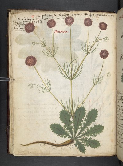 Tilføj MS 41623 f.26v A herbal, Belluno (blæk & farve på vellum) af Italian School