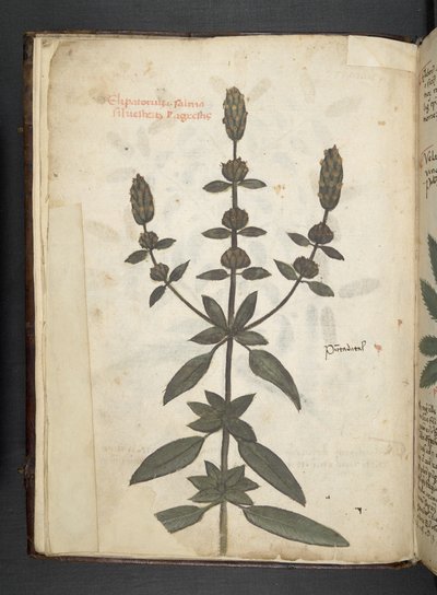 Tilføj MS 41623 f.2v A herbal, Belluno (blæk & farve på vellum) af Italian School