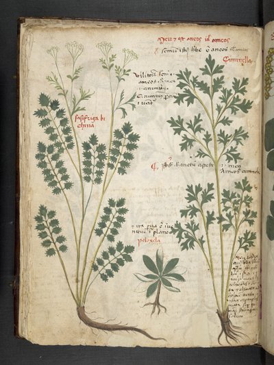 Tilføj MS 41623 f.33v 