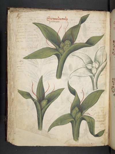 Tilføj MS 41623 f.36v 