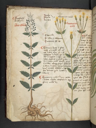 Tilføj MS 41623 f.48v 