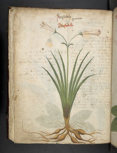 Tilføj MS 41623 f.64v 