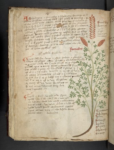 Tilføj MS 41623 f.65v 
