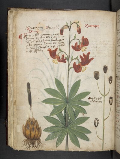 Tilføj MS 41623 f.66v 