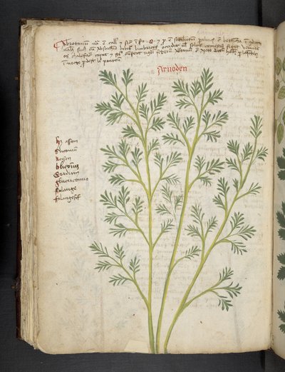 Tilføj MS 41623 f.74v 