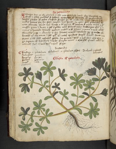 Tilføj MS 41623 f.81v De Portulaca, fra 