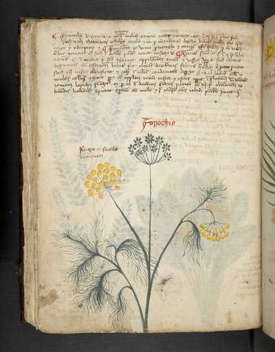 Tilføj MS 41623 f.84v Finocchio, fra 