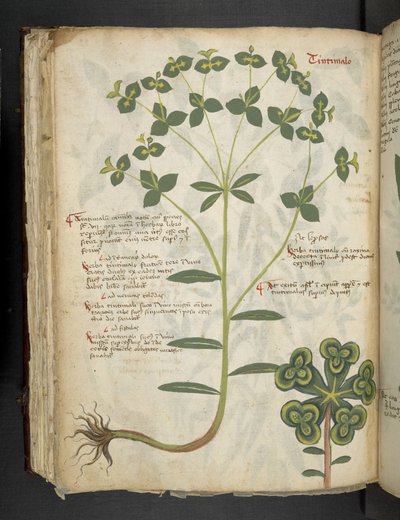 Tilføj MS 41623 f.94v 
