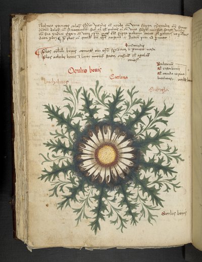 Tilføj MS 41623 f.97v Carlina, fra 