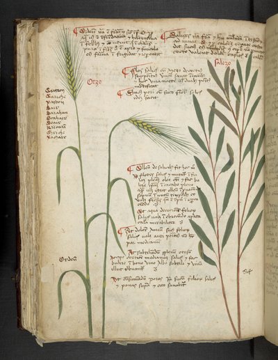 Tilføj MS 41623 f.98v Orzo, fra 